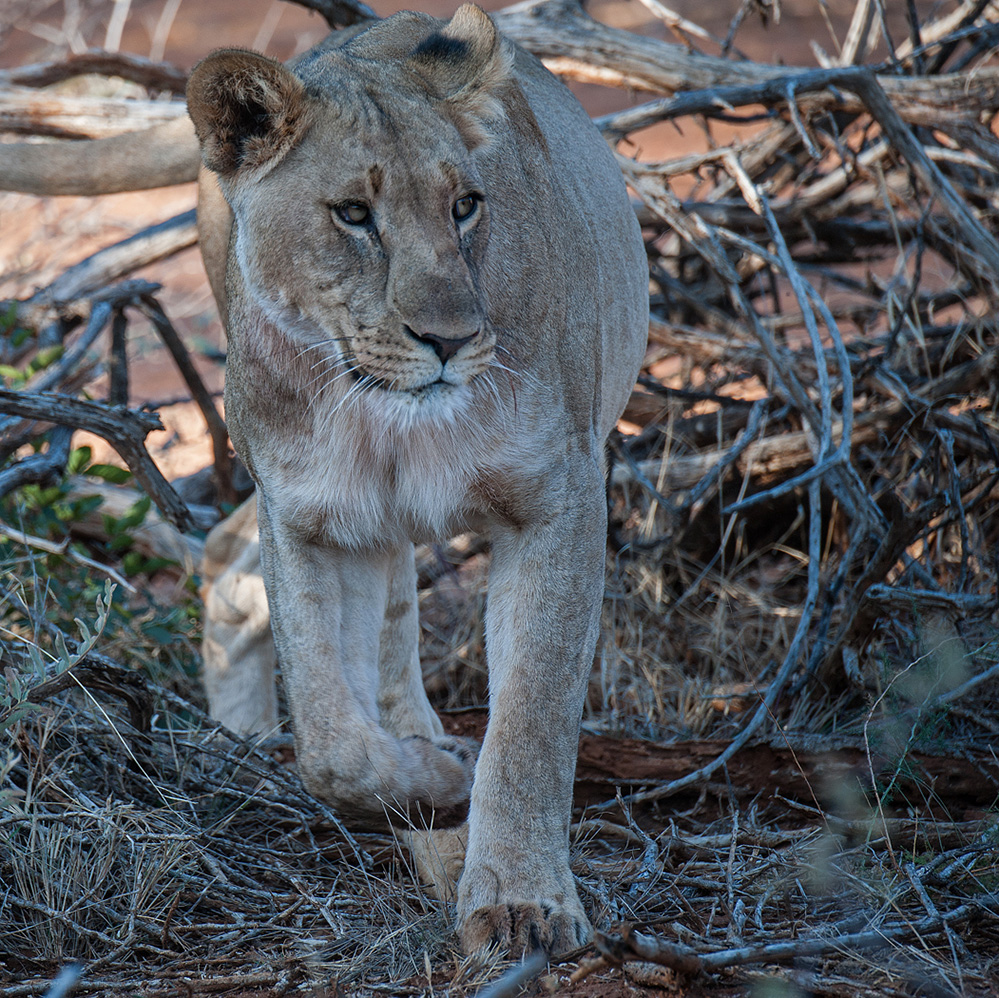 Madikwe Game Reserve Lioness Walking